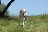 GREYHOUND 111